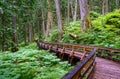 A wooden walkway in the Ancient Forest Provincial Park, British Columbia, Canada
