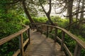 Wooden Walkway, Ancient Forest, Vancouver Island, Canada Royalty Free Stock Photo