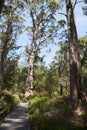 Wooden walkway through the ancient red tingle forest