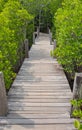 Wooden walkway bridge with Ceriops Tagal field in mangrove fores