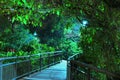 Wooden walkway with bright light behind trees