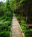 Wooden walkway brodge in beautiful green fir forest