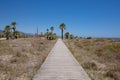 Wooden walkway between bush towards palms