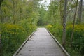 Wooden Walkway Through Conservation Area Royalty Free Stock Photo