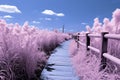 a wooden walkway through a field of pink flowers