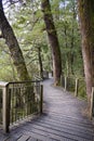 Wooden walkway in Fjordland National Park, South Island, National Park