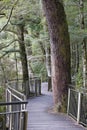 Wooden walkway in Fjordland National Park, South Island, National Park