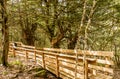 Wooden walkway through the forest of El Tejedelo, Teixedelo in spring, Sanabria area, Zamora, Spain.