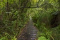 Wooden walkway through a forest