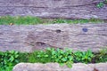 Wooden walkway in garden with green grass and leaves background.