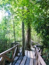 Wooden walkway in Huilo Huilo Biological Reserve, Los Rios Region, Chile Royalty Free Stock Photo