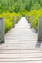 Wooden walkway leading to mangroves forest