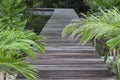 Wooden walkway in the mangrove forest for tourists who want to be close to nature. Royalty Free Stock Photo