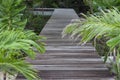 Wooden walkway in the mangrove forest for tourists who want to be close to nature.