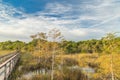 Florida\'s Golden Serenity: Boardwalk Through the Everglades