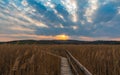 Swamp Sunset walkway and dried reed