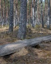 Wooden walkway in a pine forest in a swamp Royalty Free Stock Photo