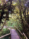 Wooden walkway in rain forest Royalty Free Stock Photo