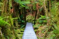 Wooden walkway in the rain forest. New Zealand Royalty Free Stock Photo