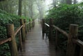 Wooden walkway in rain forest Royalty Free Stock Photo