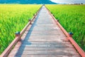 Wooden walkway on rice field at Suncheon bay,South Korea