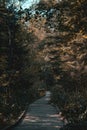 Wooden walkway in the Slitere national park during sunny summer day in the middle of green forest