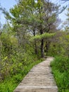 Wooden Footpath In Michigan Woods Royalty Free Stock Photo