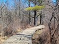 Wooden Walkway in Spring Woods Royalty Free Stock Photo