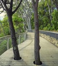 Wooden walkway surrounded by teres under the sunlight in Noosa National Park, Queensland, Australia