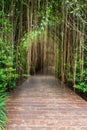 Wooden walkway in tropical botanic garden Royalty Free Stock Photo