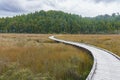 Wooden walkway winding through wetland reed towards native bush Royalty Free Stock Photo