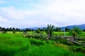 Wooden walkways in rice field at Sila Laeng, Pua District, Nan Royalty Free Stock Photo