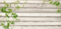 Wooden wall and bindweed twigs with leaves and flowers