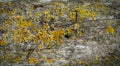 Wooden Wall Board Background covered with green moss and yellow lichen. Nice Spotlight vignetting. Royalty Free Stock Photo