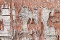 Wooden wall with peeling paint. Paint peeling plaster walls Royalty Free Stock Photo