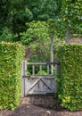 Wooden weathered gate in hedge