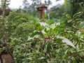 Wooden well in the green garden. Well in the green garden in the backyard of a building Royalty Free Stock Photo