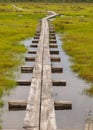 Wooden wet pathway through swamp wetlands with small pine trees, marsh plants and ponds, a typical Western-Estonian bog. Nigula