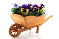 Wooden wheelbarrow with Pansies