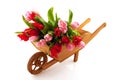 Wooden wheelbarrow with tulips