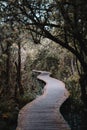 Wooden winding path in the tranquil park in autumn