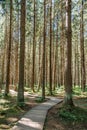 Wooden winding pathway through pine trees in forest.