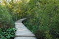 Wooden winding walkwayon the sides of the green bushes.