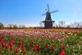 Wooden Windmill in Holland Michigan Royalty Free Stock Photo