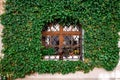 A wooden window overgrown with green ivy Royalty Free Stock Photo