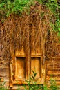 Wooden window with closed shatters made of weathered wood with bunch of wild grape over in Astrakhen Russia