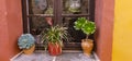 Wooden window with pots of variety multi-colored green plants in horizontal