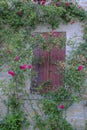 Wooden window shutters on stone wall of the house covered with bush and red roses flowers. Natural background Royalty Free Stock Photo