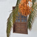 Wooden window and shutters on whitewashed wall with date palm in front