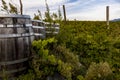 Wooden wine barrel in the vineyarrd Royalty Free Stock Photo